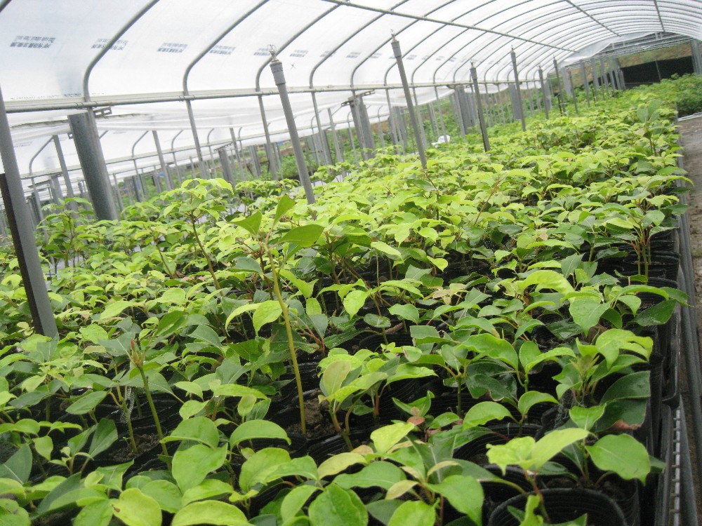 北台灣牛樟園 牛樟樹苗 牛樟樹苗
