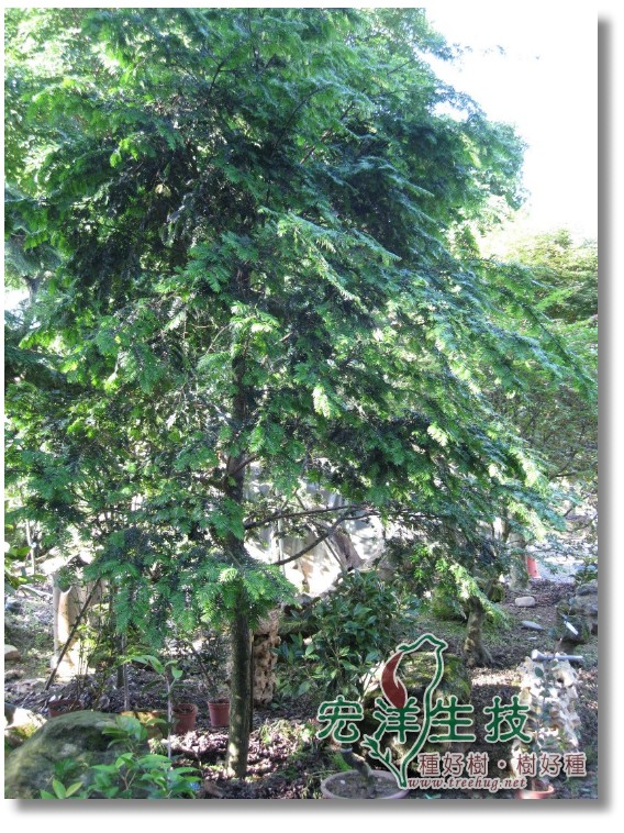 庭園裡的紅豆杉 