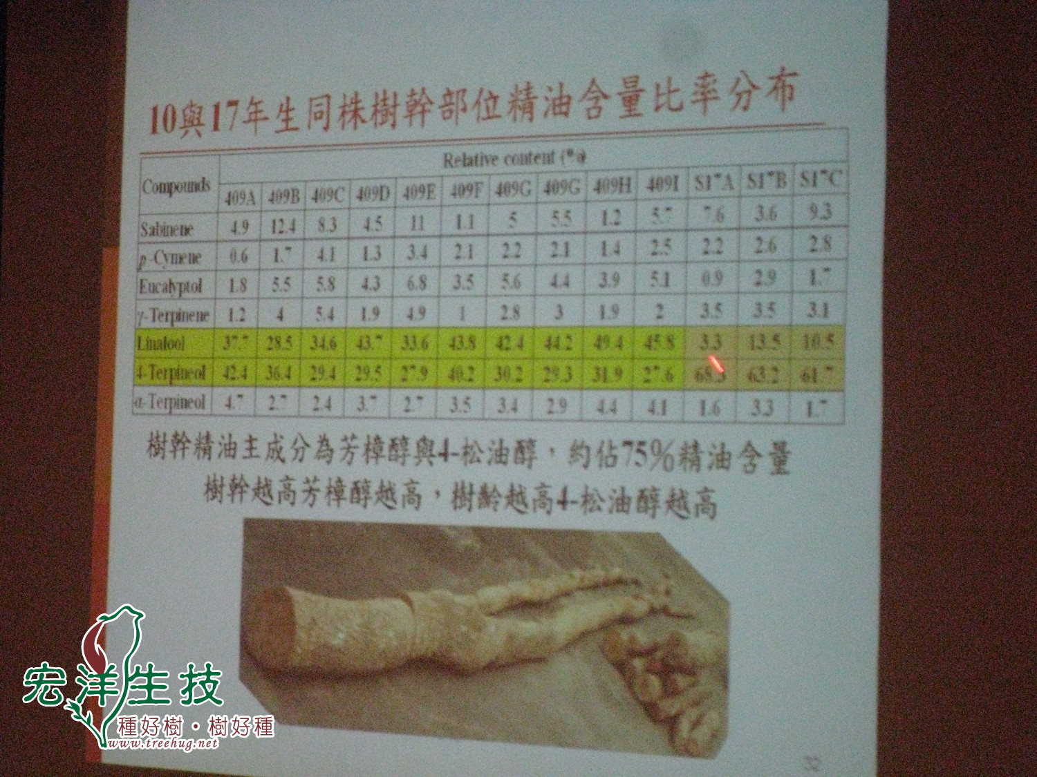 牛樟生物學與利用研討會牛樟精油分佈