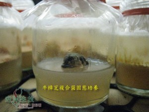 牛樟芝複合菌固態培養