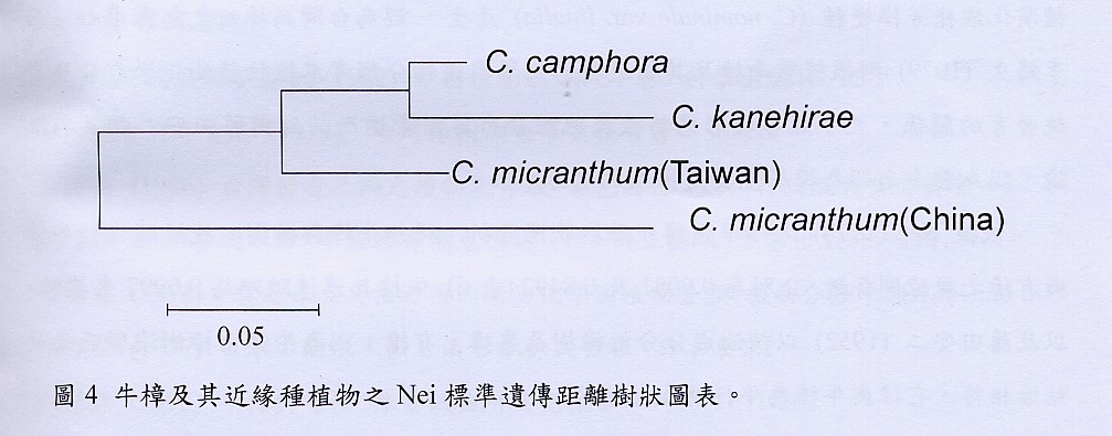 牛樟及其近緣種植物之Nei標準遺傳距離樹狀圖表