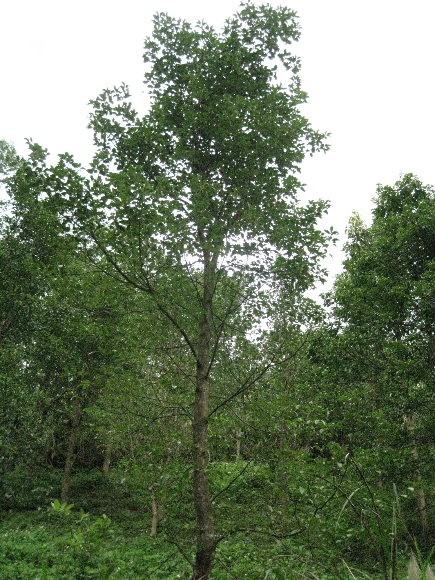 新竹低海拔山坡牛樟樹造林8年林