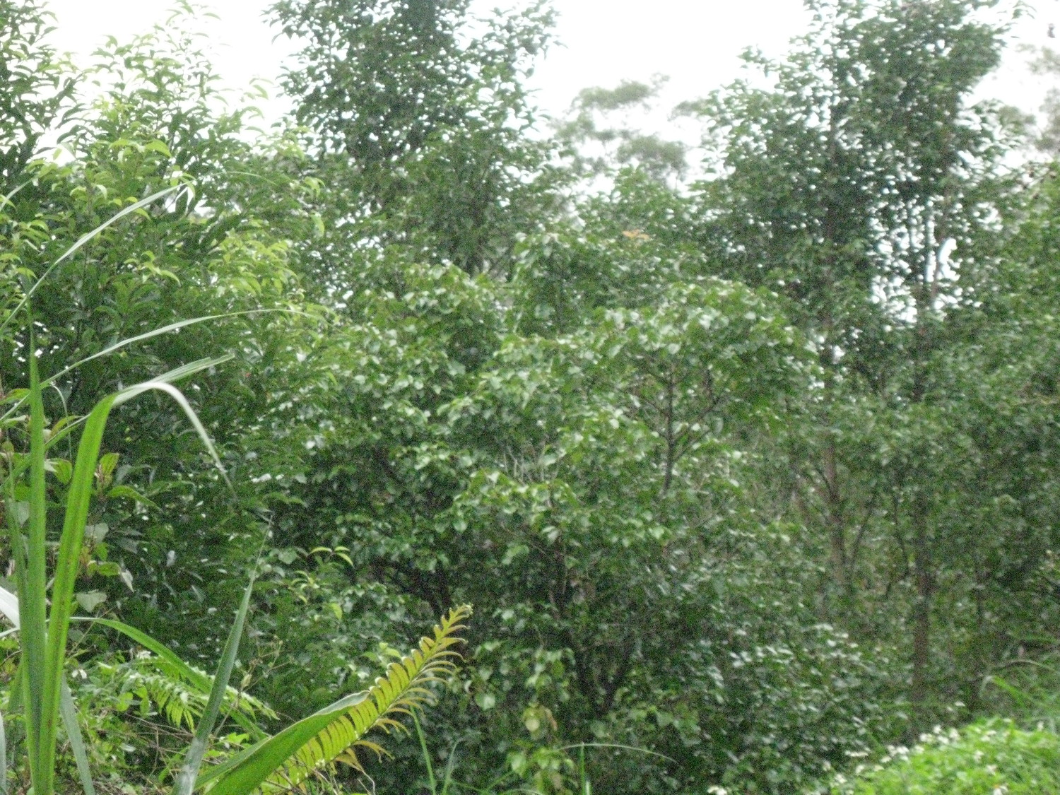 新竹低海拔山坡牛樟樹造林8年林