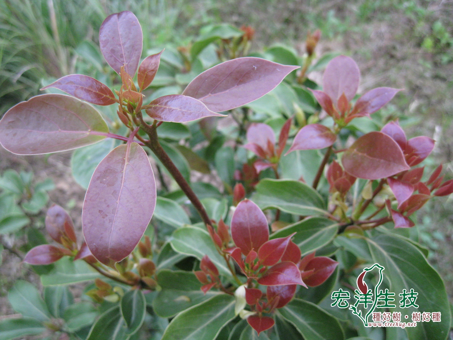 牛樟( Cinnamomum kanehirai Hay ) 