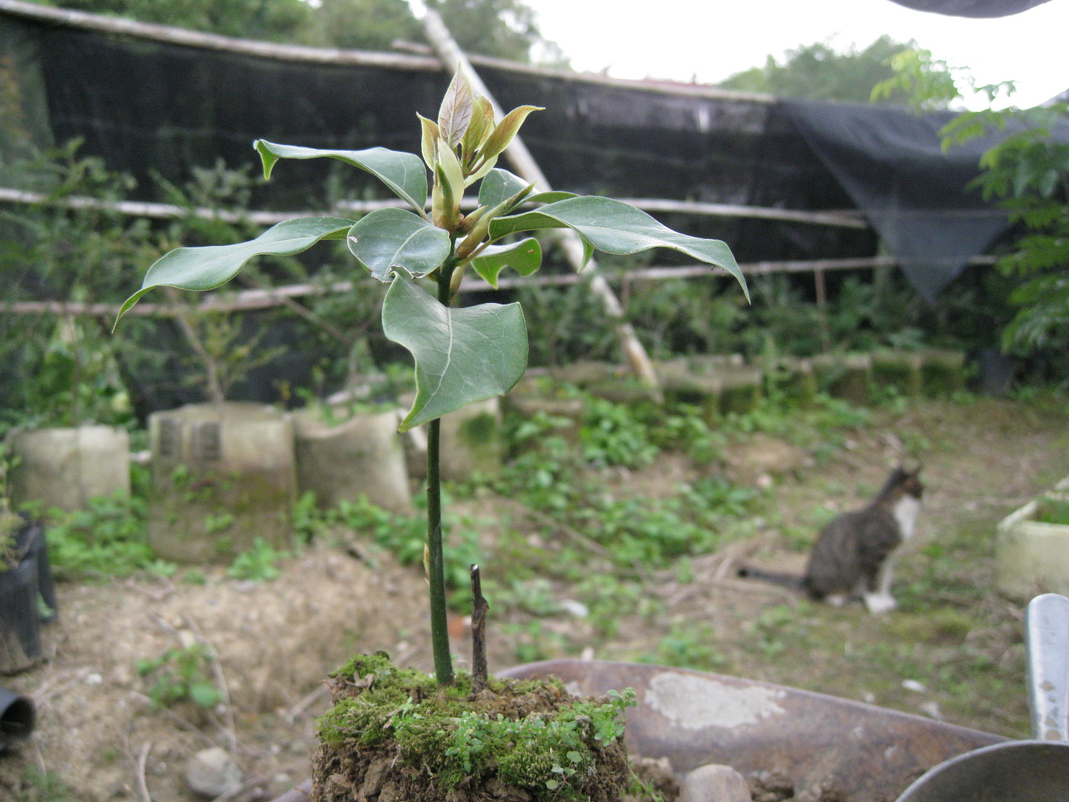 牛樟( Cinnamomum kanehirai Hay ) 扦插苗  