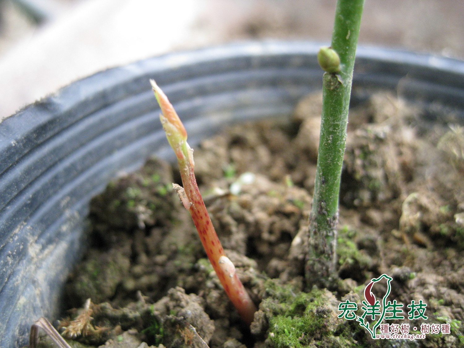 牛樟( Cinnamomum kanehirai Hay ) 扦插苗  