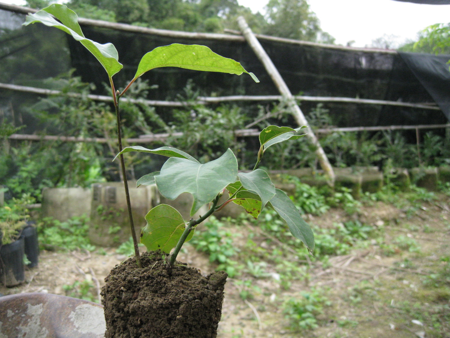 牛樟( Cinnamomum kanehirai Hay ) 扦插苗 