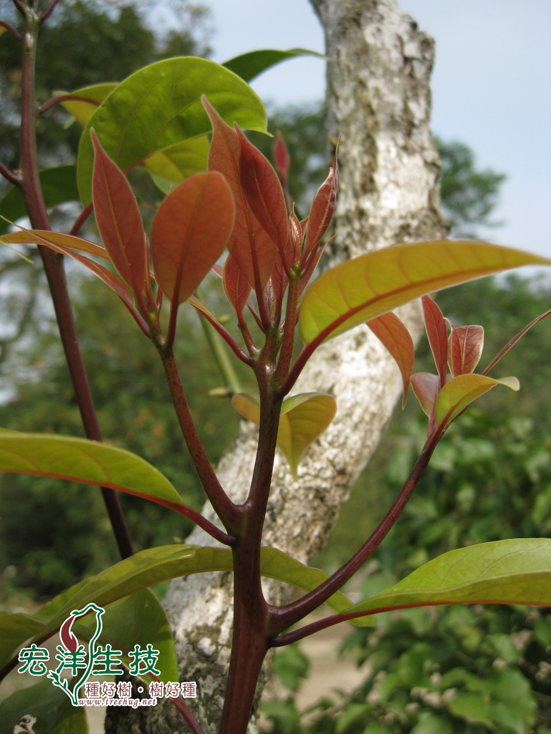 牛樟( Cinnamomum kanehirai Hay ) 