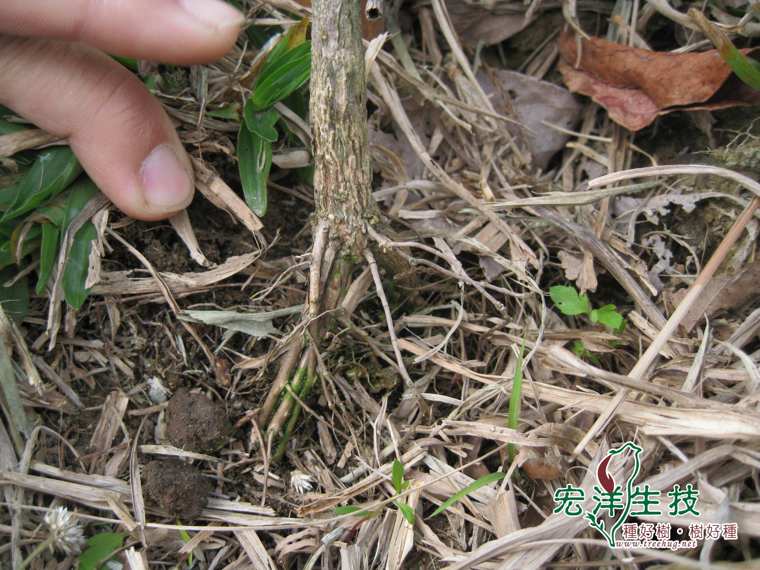 牛樟樹造林