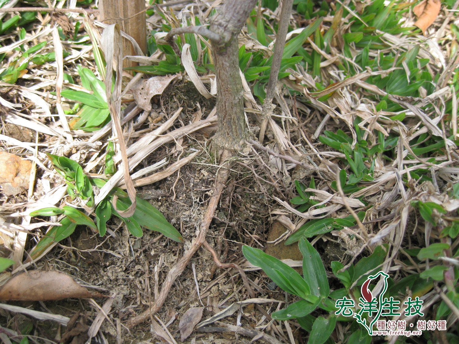 牛樟樹造林