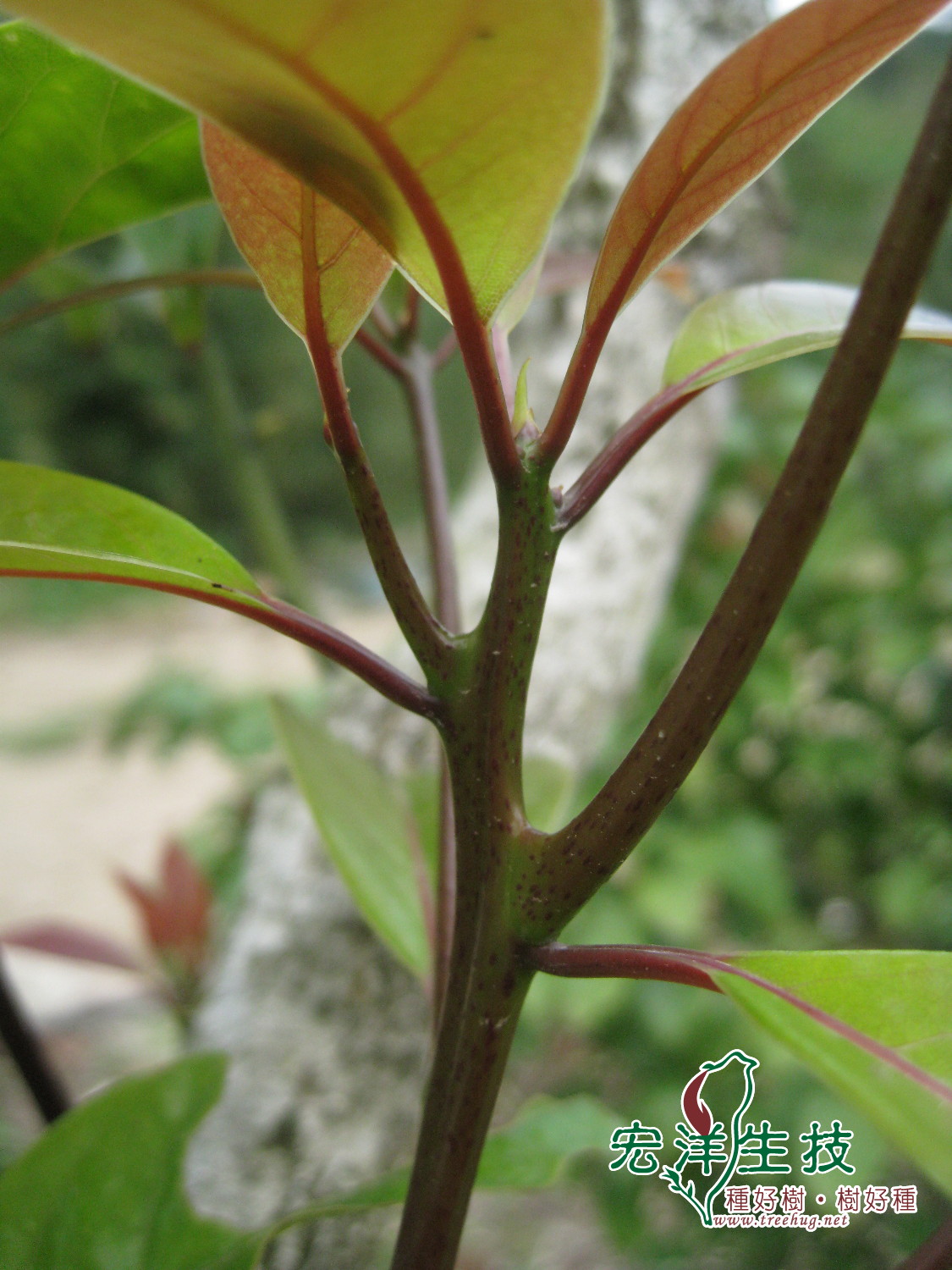 牛樟Cinnamomum kanehirai Hay 紅骨