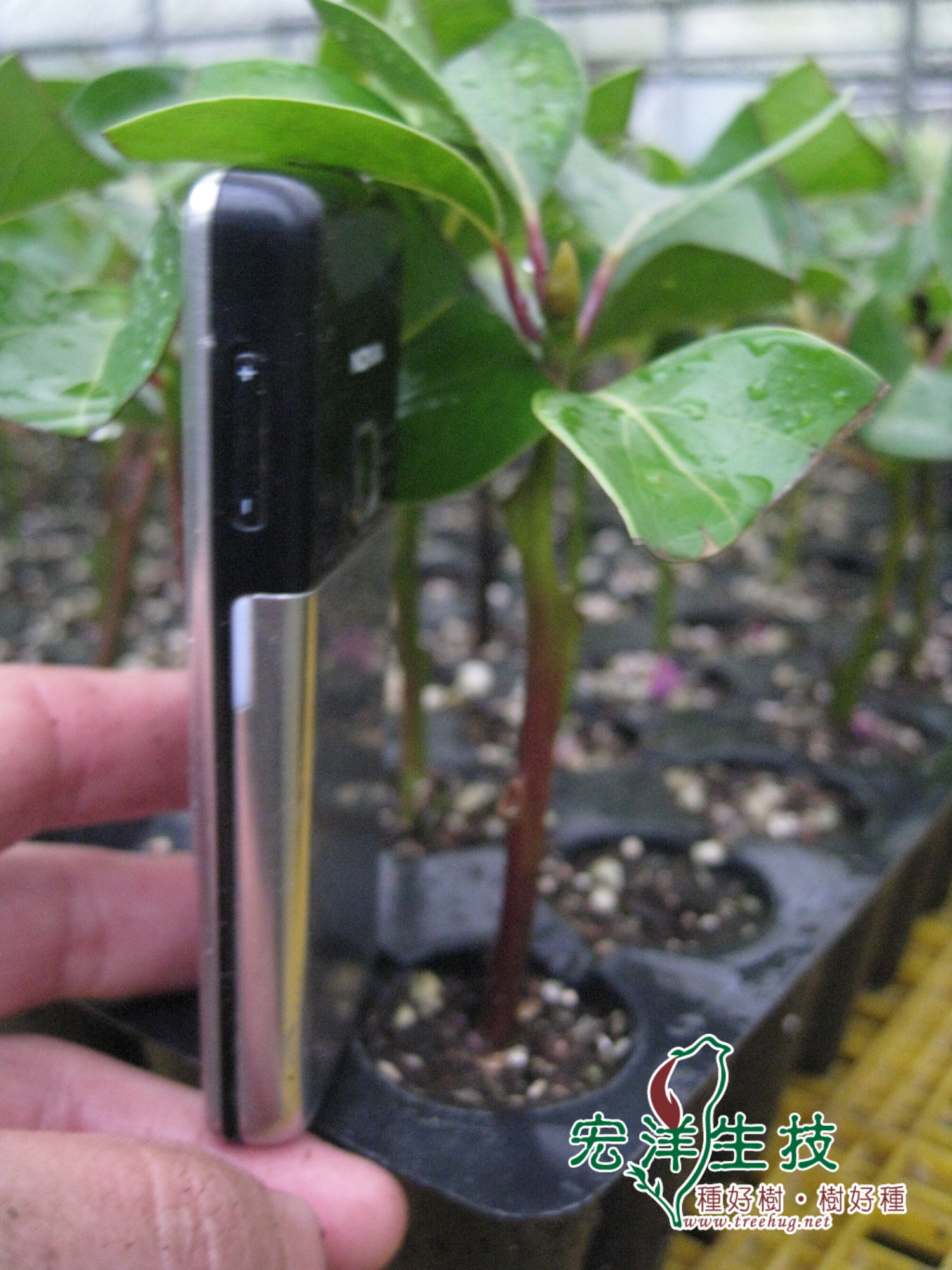 牛樟樹Cinnamomum kanehirai Hay 頂芽扦插穴盤苗 