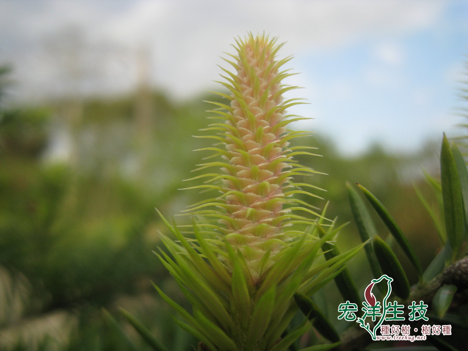 台灣油杉雌性花(毬果)