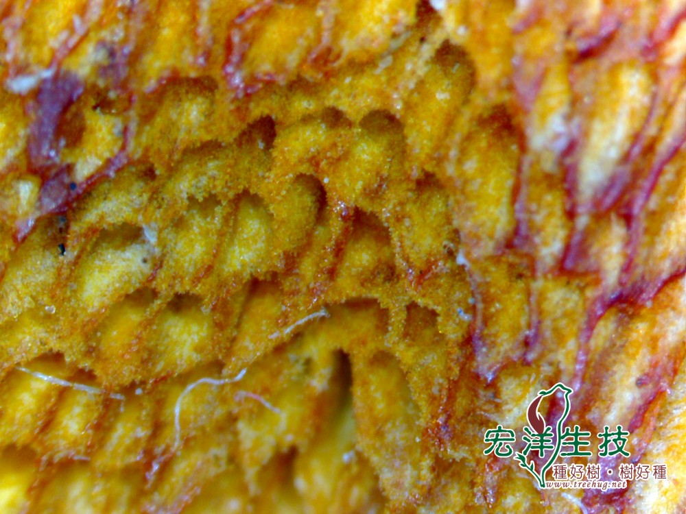 牛樟芝(菇) Antrodia cinnamomea子實體上的菌孔
