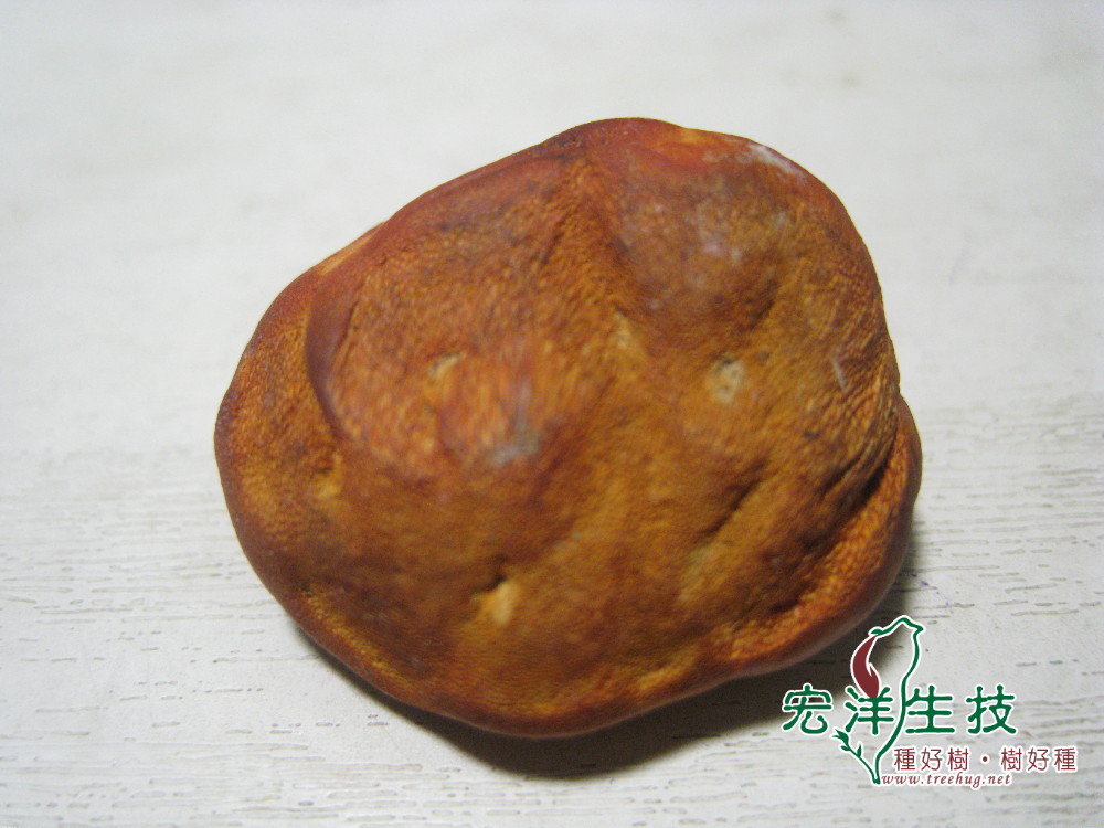 牛樟芝(菇) Antrodia cinnamomea