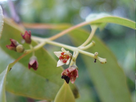 Santalum insulare 塔希提檀香花