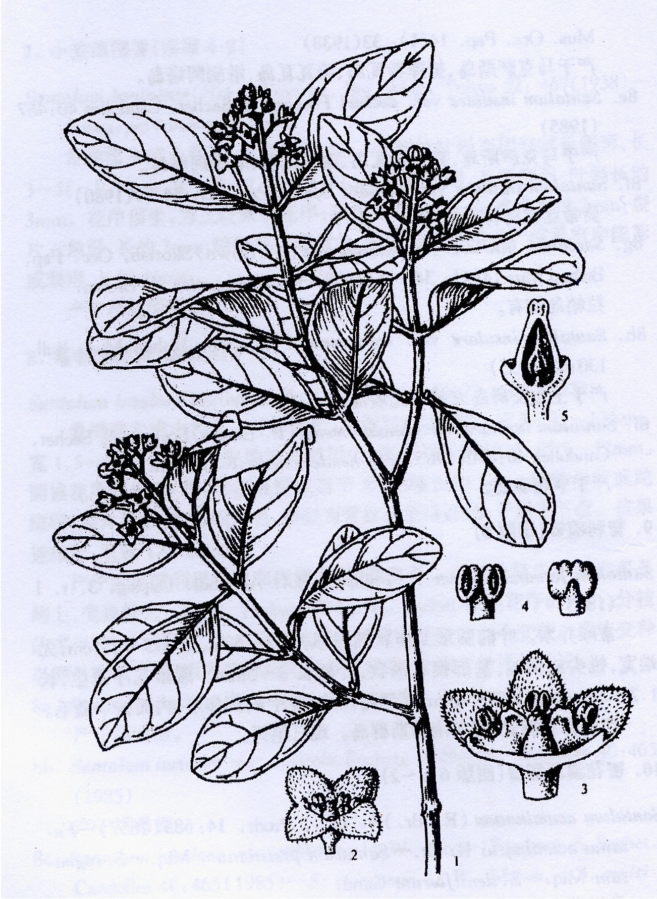 Santalum fernandezianum 智利檀香