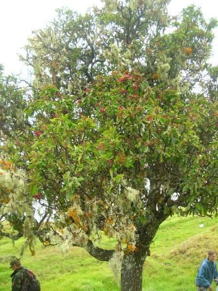 Santalum freycinetianum 垂枝夏威夷檀香