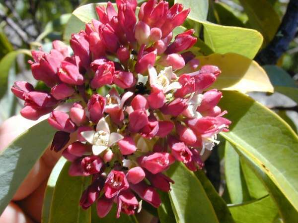 Santalum freycinetianum 垂枝夏威夷檀香