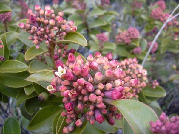 Santalum haleakalae 欖綠夏威夷檀香