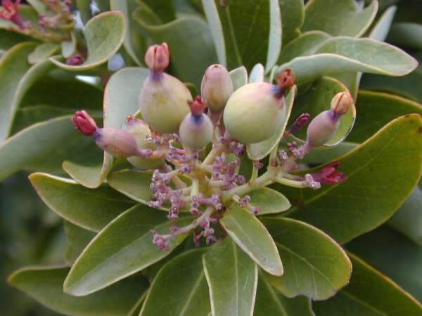 Santalum haleakalae 欖綠夏威夷檀香