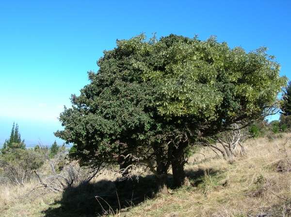 Santalum haleakalae 欖綠夏威夷檀香