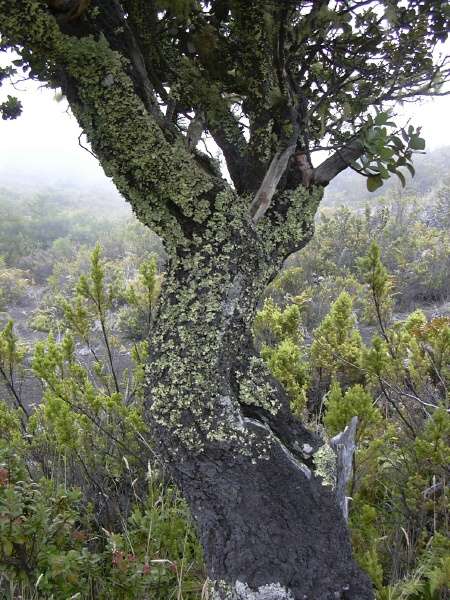 Santalum haleakalae 欖綠夏威夷檀香