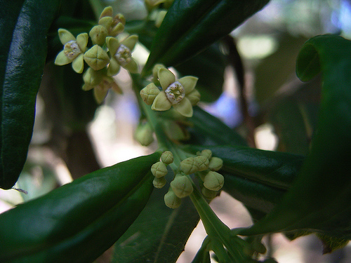 Santalum obtusifolium 傘花澳洲檀香