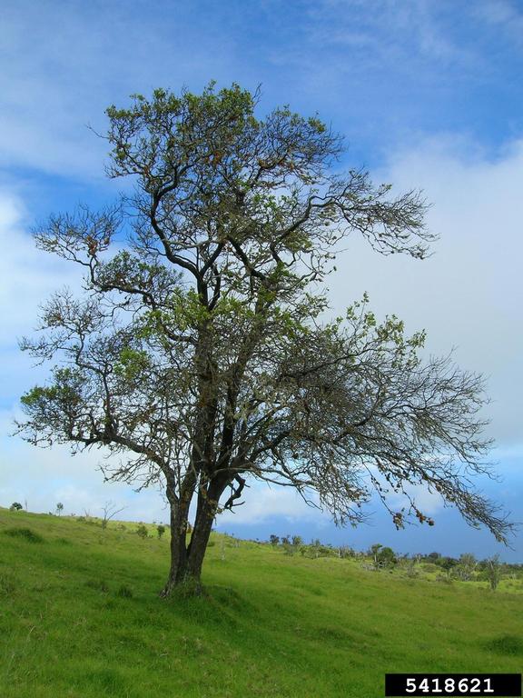 Santalum ellipticum 濱海夏威夷檀香