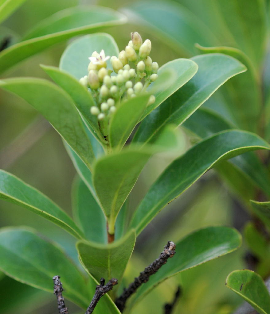 Santalum boninense (Nakai) Tuyama(ムニンビャクダン)小笠原檀香