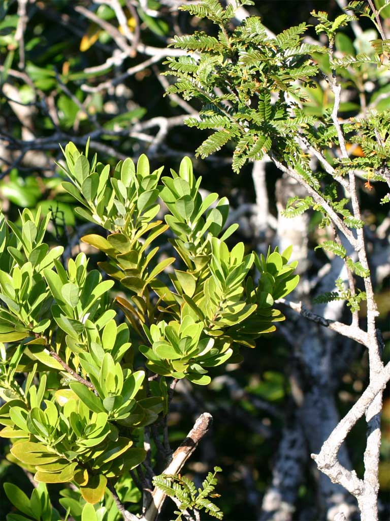 Santalum boninense (Nakai) Tuyama(ムニンビャクダン)小笠原檀香