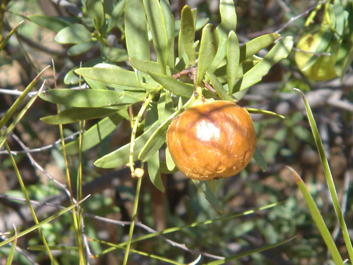 Santalum spicatum 大果澳洲檀香