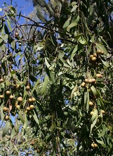 Santalum_lanceolatum