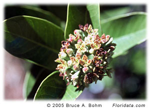 Santalum paniculatum 亮葉夏威夷檀香