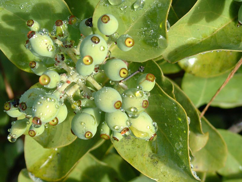 Santalum paniculatum 亮葉夏威夷檀香