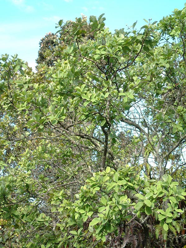 Santalum paniculatum 亮葉夏威夷檀香