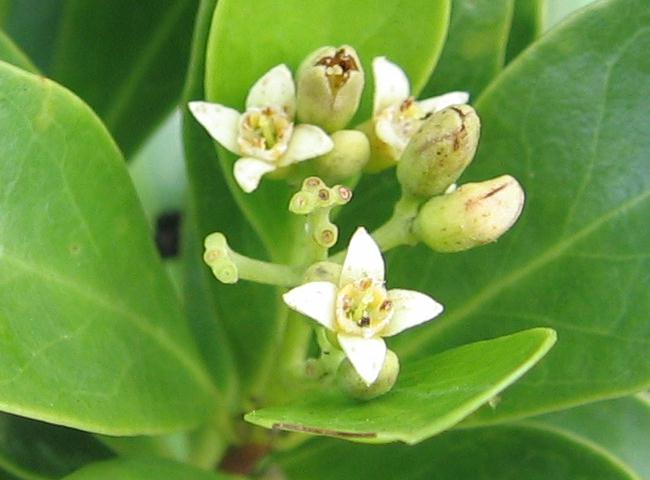 Santalum boninense (Nakai) Tuyama(ムニンビャクダン)小笠原檀香