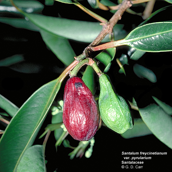 Santalum freycinetianum 垂枝夏威夷檀香