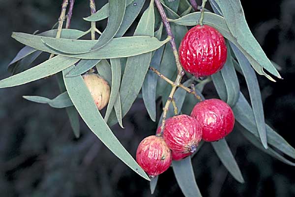 Santalum acuminatum 密花澳洲檀香