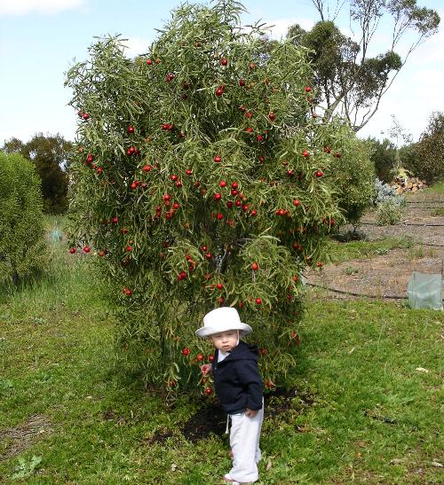 Santalum acuminatum 密花澳洲檀香