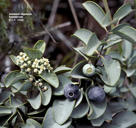 Santalum ellipticum 濱海夏威夷檀香