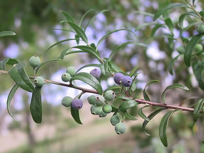 Santalum obtusifolium 傘花澳洲檀香