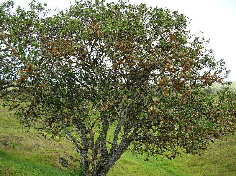 Santalum ellipticum 濱海夏威夷檀香