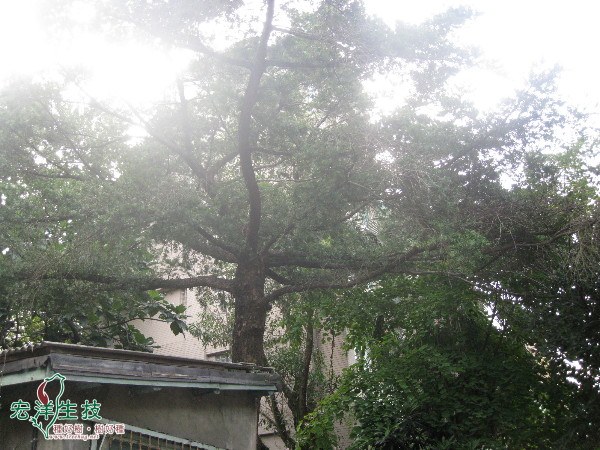麗水街的台灣油杉