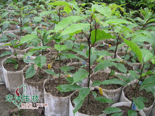 牛樟組織培養苗移植馴化