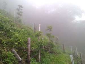 牛樟樹地植18個月