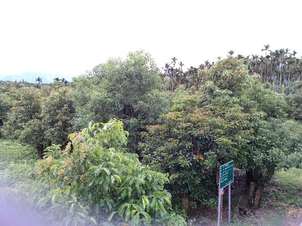 牛樟樹母本園