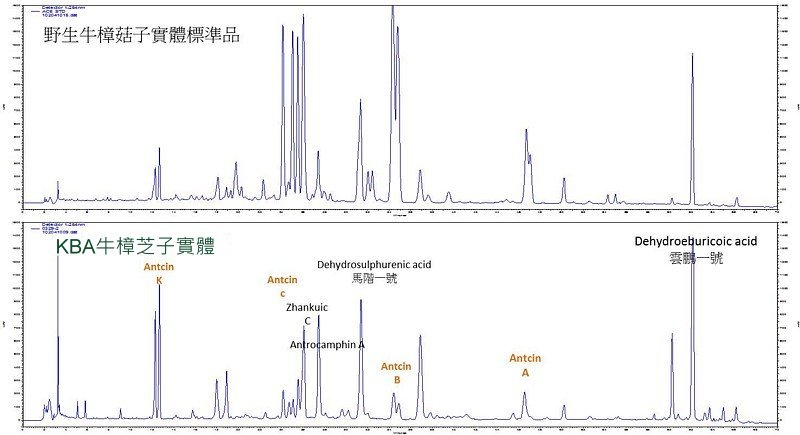 KBA牛樟芝子實體