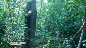 飛鳳山生態牛樟樹林