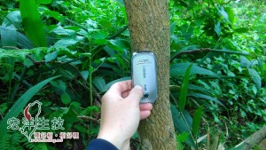 飛鳳山牛樟樹林樹幹已經兩吋